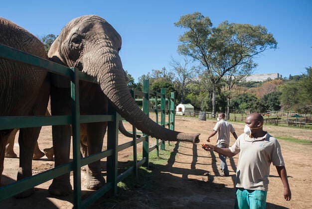 (200502) -- JOHANNESBURG, May 2, 2020 (Xinhua) -- A staff member feeds an elephant at the Johannesburg Zoo in Johannesburg, South Africa, on May 1, 2020. The zoo has been closed since March 26 due to the COVID-19 pandemic. (Photo by Shiraaz Mohamed Xinhua) SOUTH AFRICA-JOHANNESBURG-ZOO-COVID-19-CLOSE 