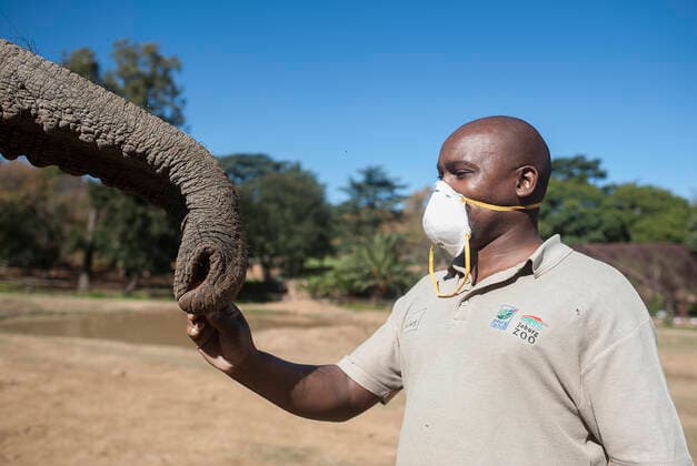 (200502) -- JOHANNESBURG, May 2, 2020 (Xinhua) -- A staff member plays with an elephant at the Johannesburg Zoo in Johannesburg, South Africa, on May 1, 2020. The zoo has been closed since March 26 due to the COVID-19 pandemic. (Photo by Shiraaz Mohamed Xinhua) SOUTH AFRICA-JOHANNESBURG-ZOO-COVID-19-CLOSE 