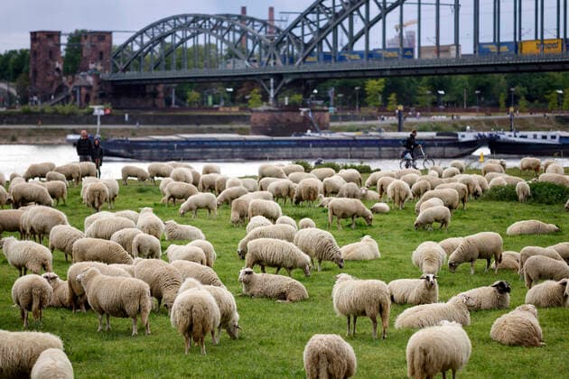 Als Herdenimmunität bezeichnet in der Epidemiologie eine indirekte Form des Schutzes vor einer ansteckenden Krankheit wie Covid-19, wenn ein hoher Prozentsatz einer Population schon immun geworden ist - im Bild eine Schafherde auf den Poller Wiesen. Köln, 01.05.2020
