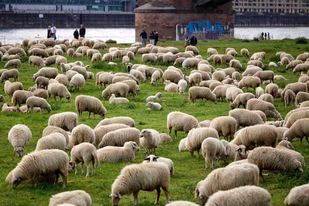 Als Herdenimmunität bezeichnet in der Epidemiologie eine indirekte Form des Schutzes vor einer ansteckenden Krankheit wie Covid-19, wenn ein hoher Prozentsatz einer Population schon immun geworden ist - im Bild eine Schafherde auf den Poller Wiesen. Köln, 01.05.2020