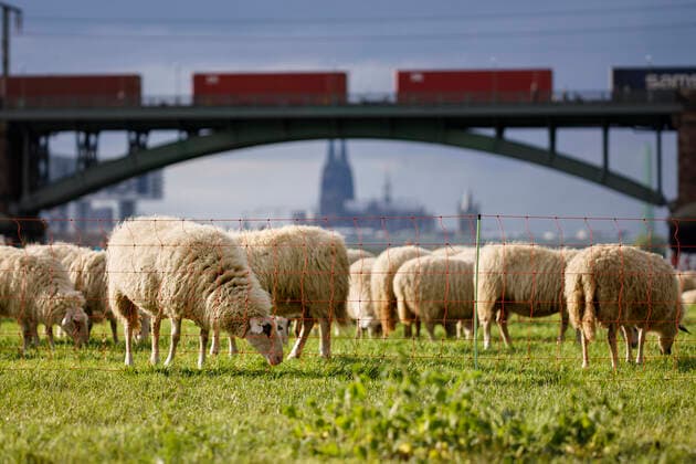 Als Herdenimmunität bezeichnet in der Epidemiologie eine indirekte Form des Schutzes vor einer ansteckenden Krankheit wie Covid-19, wenn ein hoher Prozentsatz einer Population schon immun geworden ist - im Bild eine Schafherde auf den Poller Wiesen. Köln, 01.05.2020