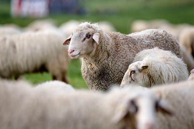 Als Herdenimmunität bezeichnet in der Epidemiologie eine indirekte Form des Schutzes vor einer ansteckenden Krankheit wie Covid-19, wenn ein hoher Prozentsatz einer Population schon immun geworden ist - im Bild eine Schafherde auf den Poller Wiesen. Köln, 01.05.2020