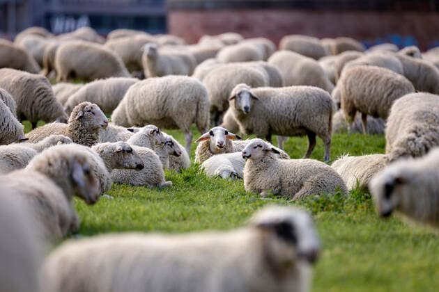 Als Herdenimmunität bezeichnet in der Epidemiologie eine indirekte Form des Schutzes vor einer ansteckenden Krankheit wie Covid-19, wenn ein hoher Prozentsatz einer Population schon immun geworden ist - im Bild eine Schafherde auf den Poller Wiesen. Köln, 01.05.2020