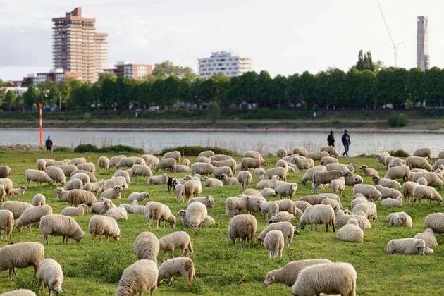 Als Herdenimmunität bezeichnet in der Epidemiologie eine indirekte Form des Schutzes vor einer ansteckenden Krankheit wie Covid-19, wenn ein hoher Prozentsatz einer Population schon immun geworden ist - im Bild eine Schafherde auf den Poller Wiesen. Köln, 01.05.2020