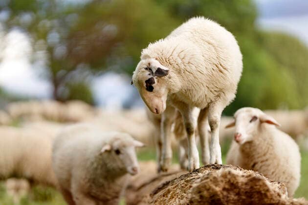 Als Herdenimmunität bezeichnet in der Epidemiologie eine indirekte Form des Schutzes vor einer ansteckenden Krankheit wie Covid-19, wenn ein hoher Prozentsatz einer Population schon immun geworden ist - im Bild eine Schafherde auf den Poller Wiesen. Köln, 01.05.2020