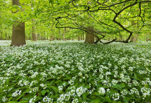 Europa; Deutschland; Niedersachsen; Springe; Kleiner Deister; Deister; Wald; Buchenwald; Laubwald; Frühling; Bärlauchblüte: Blühender Bärlauch bedeckt den Waldboden bei Springe in Niedersachsen