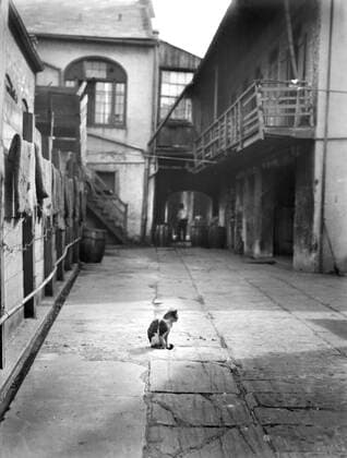 Courtyard with Cat, New Orleans, Louisiana, USA, Arnold Genthe, 1920 s  Copyright: xCircaxImagesx ghi-circa08068