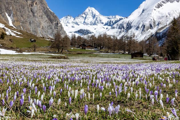 News Bilder des Tages Kals am Grossglockner HEMENBILD - Alljaehrlich im Fruehjahr bluehen auf den Almwiesen im Kalser Koednitztal, am Fusse des Grossglockners ein Meer an Krokussen. Aufgenommen am Sonntag, 3. Mai 2020 in Kals Every year in spring, a sea of crocuses bloom on the alpine meadows at the foot of the Grossglockner Mountain. Pictured on Sunday, May 3rd, 2020 in Kals, Austria. *** Kals am Grossglockner HEMENBILD Every year in spring, a sea of crocuses bloom on the alpine meadows in the Kalser Koednitztal, a sea of crocuses at the foot of the Grossglockner Mountain Pictured on Sunday, May 3, 2020 in Kals Every year in spring, a sea of crocuses bloom on the alpine meadows at the foot of the Grossglockner Mountain Pictured on Sunday, May 3rd, 2020 in Kals, Austria  EP_gro 