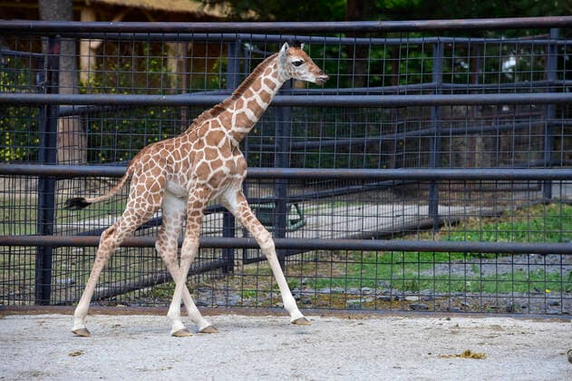 Bilder des Jahres 2020, Entertainment 05 Mai Entertainment Themen der Woche News Bilder des Tages Rothschild giraffe female calf named Safira was presented to public in the Olomouc Zoo, Czech Republic, May 5, 2020. (CTKxPhoto LudekxPerina) CTKPhotoP202005050518101 LPE 010