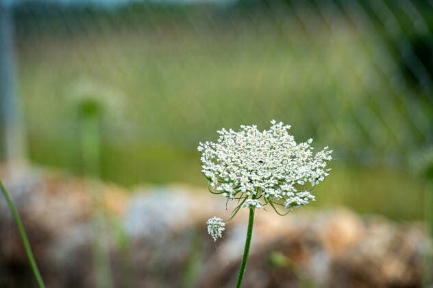 20200506 Mallorca during Corona Lock down PALMA DE MALLORCA, SPAIN - MAY 6 2020 : wild carrot - Daucus carota at - Mallorca during Corona Lock down on May 6, 2020 in Palma de Mallorca, . Palma de Mallorca Baleares Spain *** 20200506 Mallorca during Corona Lock down PALMA DE MALLORCA, SPAIN MAY 6 2020 wild carrot Daucus carota at Mallorca during Corona Lock down on May 6, 2020 in Palma de Mallorca, Palma de Mallorca Baleares Spain