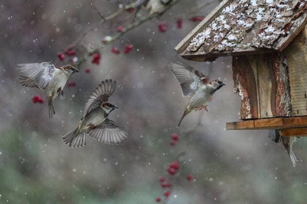 Haussperling (Passer domesticus) Gruppe fliegt zum Futterhaus, Baden-Württemberg, Deutschland *** House Sparrow Passer domesticus group flying to the feeding house, Baden Württemberg, Germany Copyright: xMartinxGrimmx BIA146789