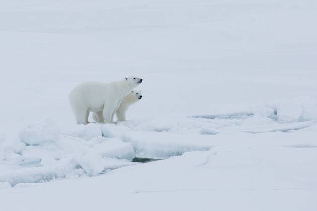 October 3, 2019, Arctic Sea, Arctic: Polar bear mother and cub get close research vessel Polarstern and Akademik Fedorov. MOSAiC is the largest polar expedition in history: in September 2019, the German research icebreaker Polarstern has set sail from Tromso, Norway, to spend a year drifting through the Arctic Ocean, trapped in ice. The goal of the MOSAiC expedition is to take the closest look ever at the Arctic as the epicenter of global warming and to gain fundamental insights that are key to better understand global climate change. Hundreds of researchers from 20 countries are involved in this exceptional endeavor. Following in the footsteps of Fridtjof Nansen s ground-breaking expedition with his wooden sailing ship Fram in 1893-1896, the MOSAiC expedition will bring a modern research icebreaker close to the north pole for a full year - ZUMAz03_ 20191003_arc_z03_030 Copyright: xSebastianxGrotex