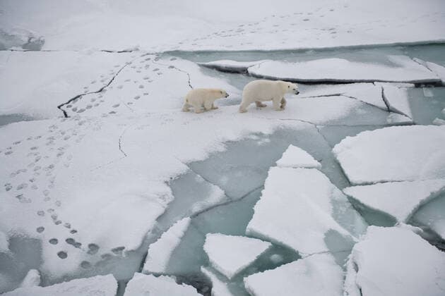 IMAGO Nature: Unsere Erde, Klimawandel, Arktische und Antarktische Eisschmelze October 4, 2019, Arctic Sea, Arctic: Polar bear mother and cub get close research vessel Polarstern. MOSAiC is the largest polar expedition in history: in September 2019, the German research icebreaker Polarstern has set sail from Tromso, Norway, to spend a year drifting through the Arctic Ocean, trapped in ice. The goal of the MOSAiC expedition is to take the closest look ever at the Arctic as the epicenter of global warming and to gain fundamental insights that are key to better understand global climate change. Hundreds of researchers from 20 countries are involved in this exceptional endeavor. Following in the footsteps of Fridtjof Nansen s ground-breaking expedition with his wooden sailing ship Fram in 1893-1896, the MOSAiC expedition will bring a modern research icebreaker close to the north pole for a full year including for the fi - ZUMAz03_ 20191004_arc_z03_020 Copyright: xEstherxHorvathx