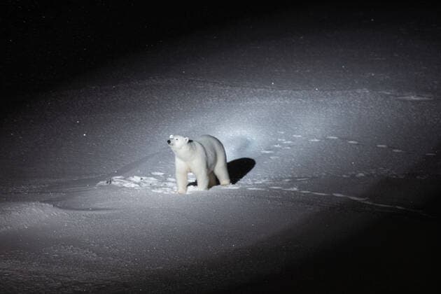 October 10, 2019, Arctic Sea, Arctic: Yesterday evening again two polar bears came close to our ship the Polarstern. Probably they were the same we saw already a couple of days before our arrival at the floe. Nobody was out on the ice when the bears appeared and there was no danger for the expedition s participants. The bears stayed several minutes around Polarstern and the ice camp. For our own safety and for the safety of the polar bears we don t want them to get used to being our neighbors. The expedition s lead and professional polar bear guards therefore chased them with a flare gun. The bears have not been injured and left the area immediately. This procedure agrees with the complex safety concept of the MOSAiC expedition. Arctic Sea Arctic - ZUMAz03_ 20191010_arc_z03_039 Copyright: xEstherxHorvathx