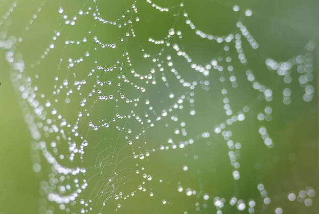 Regentropfen Auf einem Spinnennetz in einem Garten in Dresden haengen Regentropfen wie aufgefaedelt, aufgenommen am Montag (11.05.2020). Dresden Sachsen Deutschland *** Raindrops On a spiders web in a garden in Dresden raindrops are hanging as if they had been strung up, recorded on Monday 11 05 2020 Dresden Saxony Germany