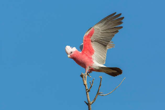 Rosakakadu (Eolophus roseicapilla kuhli) landet auf einer Baumspitze, Queensland, Australien *** Rosy Cockatoo Eolophus roseicapilla kuhli lands on top of a tree, Queensland, Australia Copyright: xRobxDrummondx BIA151259