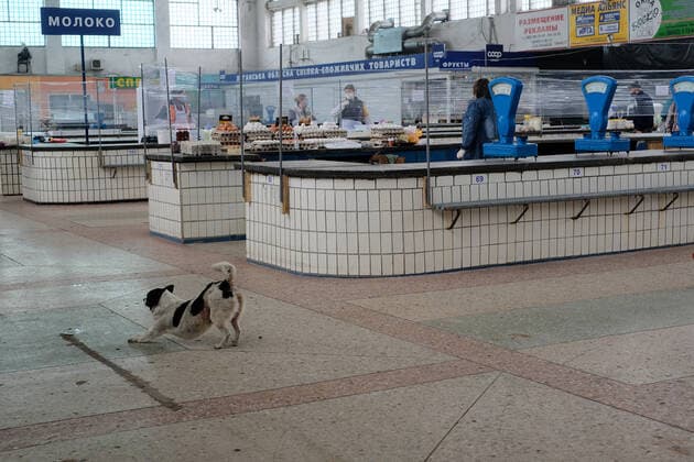 SIEVIERODONETSK, UKRAINE - MAY 13, 2020 - A stray dog stretches at the Central Market which has been opened due to the easing of coronavirus restrictions, Sievierodonetsk, Luhansk Region, western Ukraine. Central Market reopens in Sievierodonetsk  Copyright: xKovalyovxOleksiyx