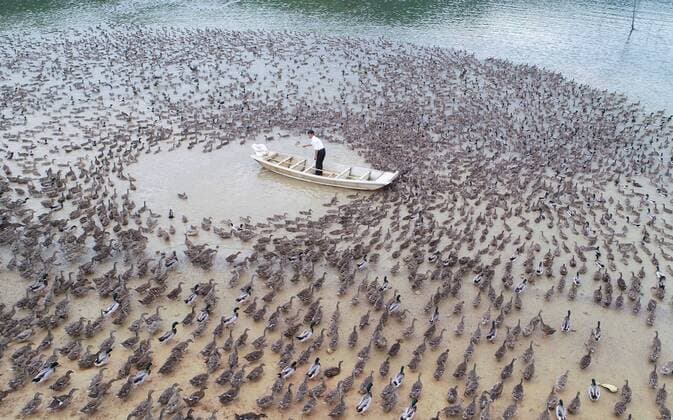 Bilder des Jahres 2020, News 05 Mai News Bilder des Tages TONGREN, CHINA - MAY 14: A farmer feeds a flock of ducks at a private farm on May 14, 2020 in Rongren, Guizhou Province of China.  Copyright: xVCGx CFP111283937984