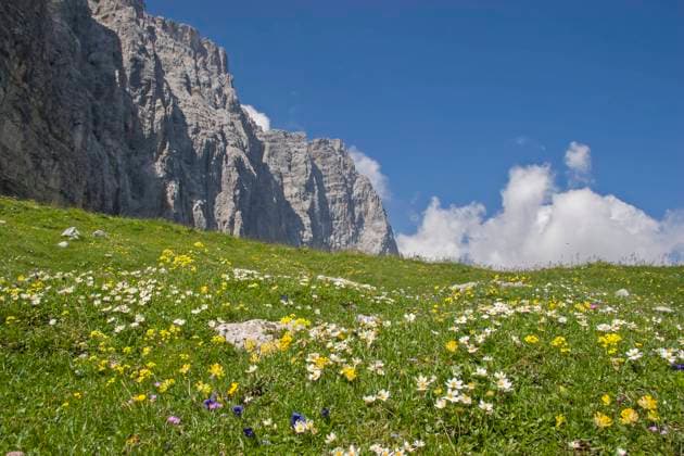 bergwiese,laliderer wand *** mountain meadow,laliderer wall fr9-l3d