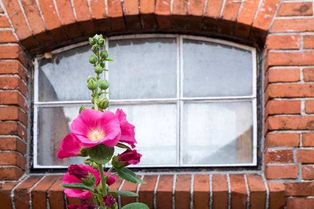 stockrose,bauernrose *** hollyhock,Roses fsc-ggq