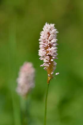 schlangen-knöterich *** persicaria bistorta fu1-kid