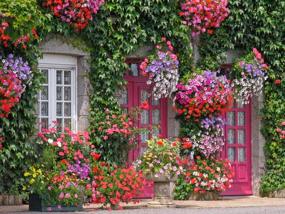 blumenschmuck,blumendekoration,fassadenbegrünung