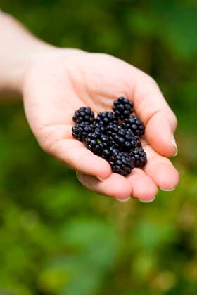 brombeere *** blackberry ga0-vs,model released, Symbolfoto