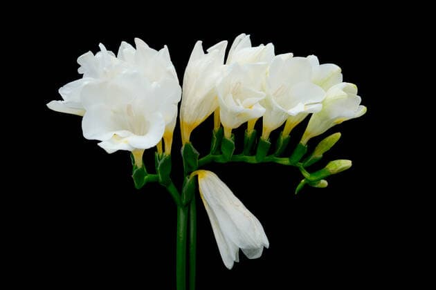 freesie *** freesia gqb-jo4