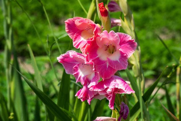 gladiole *** gladiolus gqb-k1y