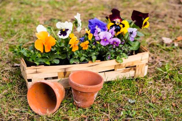 stiefmütterchen,blumentopf,gärtnern,eintopfen *** pansy,flower pot,gardening,planting gyg-fyp