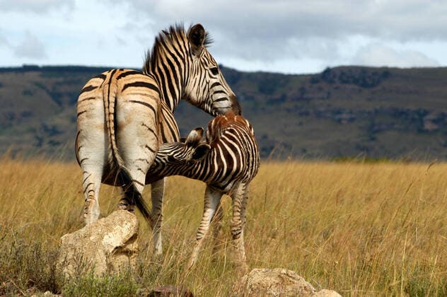 tierfamilie,säugen,zebra