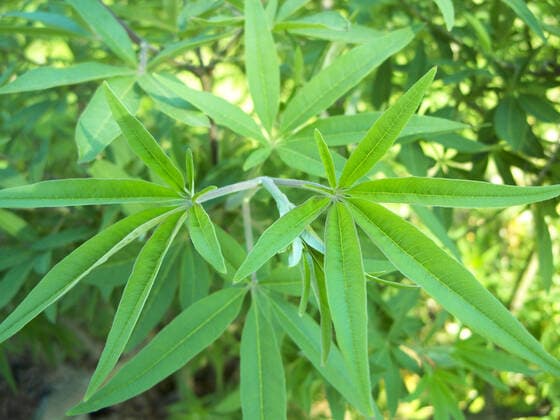 heilpflanze,mönchspfeffer *** herb,pepper i14-tp