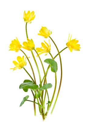 scharbockskraut *** celandine jqv-h0x