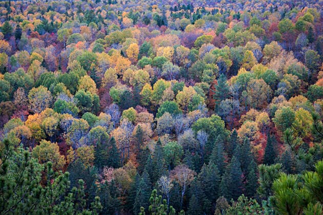 wald,herbstfärbung