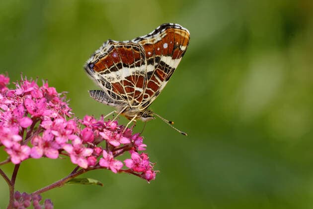 landkärtchen *** map butterfly kb0-h34