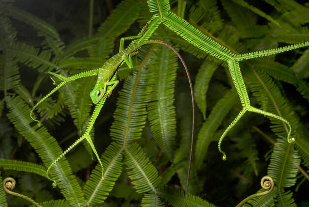IMAGO Nature: Unsere Erde, Tiere, Tierische Meister der Tarnung Borneo-Langschwanzagame, Borneolangschwanzagame, Borneo-Schoenechse, Borneoschoenechse (Bronchocela cristatella), sitzt auf einem Farnwedel, Malaysia, Borneo, Kubah Nationalpark, Kuching Green Crested Lizard (Bronchocela cristatella), sits on a frond, Malaysia, Borneo, Kubah National Park, Kuching BLWS616686 *** Borneo Long-tailed Dragon, Borneo Long-tailed Dragon, Borneo Beautiful Lizard, Borneo Wall Lizard Bronchocela cristatella , sitting on a fern frond, Malaysia, Borneo, Kubah National Park, Kuching Green Crested Lizard Bronchocela cristatella , sits on a frond, Malaysia, Borneo, Kubah National Park, Kuching BLWS616686 Copyright: xblickwinkel G.xFischerx
