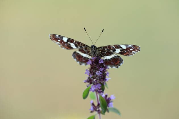landkärtchen *** map butterfly kfa-fpl