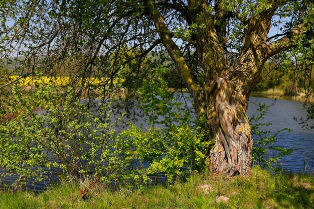 Nature Art Bodypainting mit Model Lisa als Teil eines Baumes an einem Fischeich. Springe, 18.05.2020 - Bodypainting Künstler: Jörg Düsterwald