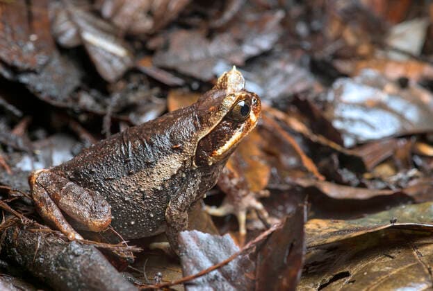 Gehoernter Kinabalu-Frosch, Gehoernter Kinabalufrosch (Megophrys baluensis), endemisch in Sabah, Malaysia, Borneo, Kinabalu Nationalpark Kinabalu horned frog (Megophrys baluensis), endemic to Sabah, Malaysia, Borneo, Kinabalu National Park BLWS616701 *** Horned Kinabalu frog, Horned Kinabalu frog Megophrys baluensis , endemic to Sabah, Malaysia, Borneo, Kinabalu National Park Kinabalu horned frog Megophrys baluensis , endemic to Sabah, Malaysia, Borneo, Kinabalu National Park BLWS616701 Copyright: xblickwinkel G.xFischerx