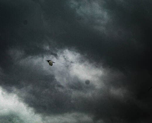 India: Super Cyclone Amphan to hit Bengal in hours The bird Returning home Super cyclone Amphan storm around today s afternoon as it moves north-northeastwards over the Bay of Bengal and cross West Bengal-Bangladesh coasts between Digha and Hatia Islands.The super Cyclone Amphan storm lay at 155km south-southeast of Paradip, Odisha, 280 km south of Digha,West Mednipore,Howrah,Hooghly, South and North 24 parganas and Kolkata districts of West Bengal will see heavy to extremely very heavy rainfall. The landfall is expected between afternoon to evening. West Bengal India Mogra Copyright: SoumadipxDas