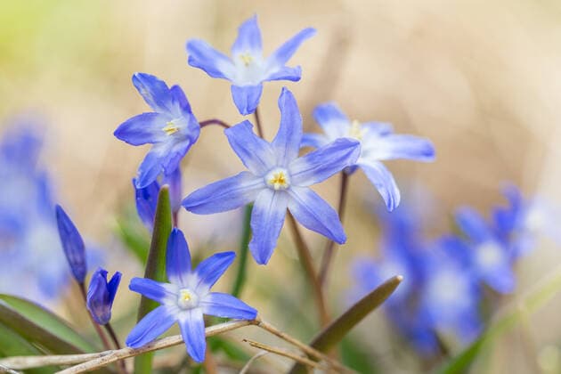 sternhyazinthe *** chionodoxa m40-h2p