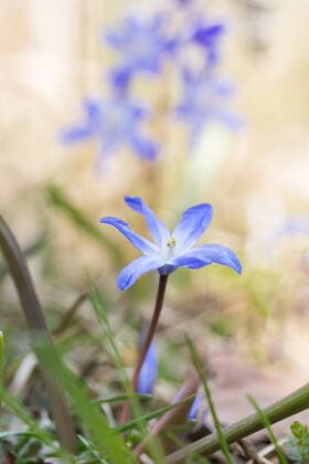 sternhyazinthe *** chionodoxa m40-h2s