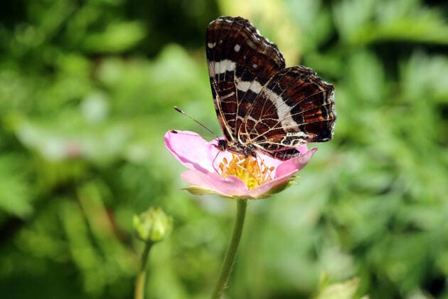 landkärtchen,erdbeerblüte *** map butterfly,strawberry blossom mch-iou