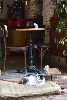 katze,straßencafÃ ,istanbul *** cat,sidewalk cafe,istanbul mcp-k1e