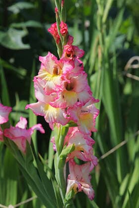 gladiole *** gladiolus mqu-fut