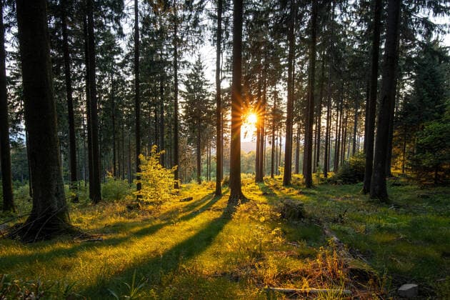 Sonnenuntergang im Taunus 21.05.2020, Schmitten (Hessen): Blick auf die untergehende Sonne im Wald unterhalb des Großen Feldbergs., Schmitten Deutschland