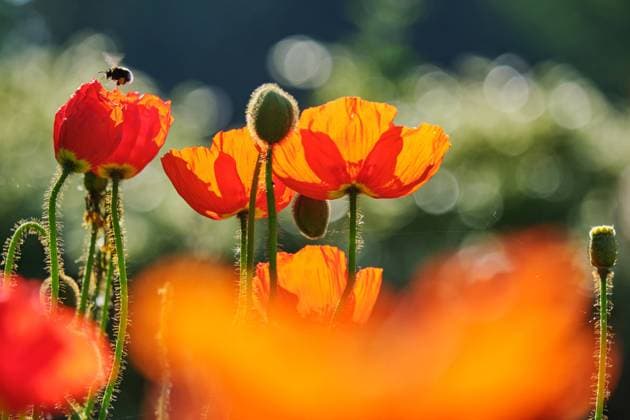 Roter Islandmohn im Beet *** Red Iceland poppy in the bed