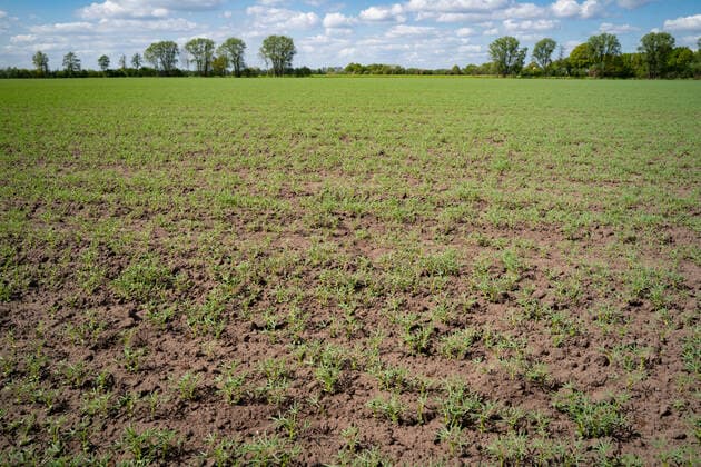Soja-Alternativen, Anbau von weißen Lupinen . Ein Feld mit jungem Lupinenbestand. Vereinzelt sieht man auch in Norddeutschland inzwischen Felder, auf denen Leguminosen angebaut werden, z.b: Erbsen, Ackerbohnen oder wie hier im Bild weiße Lupinen. Der hohe Proteingehalt macht sie zur Soja-Alternative, gleichzeitig sind Leguminosen Stickstoffsammler und reichern den Boden damit an. Landkreis Diepholz Niedersachsen Deutschland *** Soy Alternatives, cultivation of white lupines A field with young lupines Occasionally, one can also see fields in Northern Germany where legumes are cultivated, e.g. peas, field beans or, as shown here in the picture, white lupines The high protein content makes them a soy alternative, at the same time legumes ar