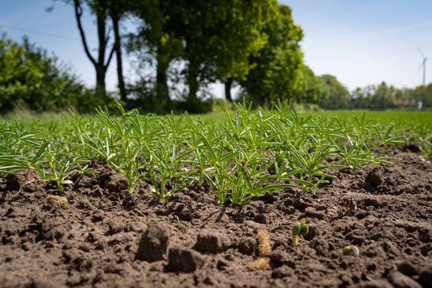 Soja-Alternativen, Anbau von weißen Lupinen. Ein Feld mit jungem Lupinenbestand. Vereinzelt sieht man auch in Norddeutschland inzwischen Felder, auf denen Leguminosen angebaut werden, z.b: Erbsen, Ackerbohnen oder wie hier im Bild weiße Lupinen. Der hohe Proteingehalt macht sie zur Soja-Alternative, gleichzeitig sind Leguminosen Stickstoffsammler und reichern den Boden damit an. Landkreis Diepholz Niedersachsen Deutschland *** Soy Alternatives, cultivation of white lupines A field with young lupines Occasionally, one can also see fields in Northern Germany where legumes are cultivated, e.g. peas, field beans or, as shown here in the picture, white lupines The high protein content makes them a soy alternative, at the same time legumes are