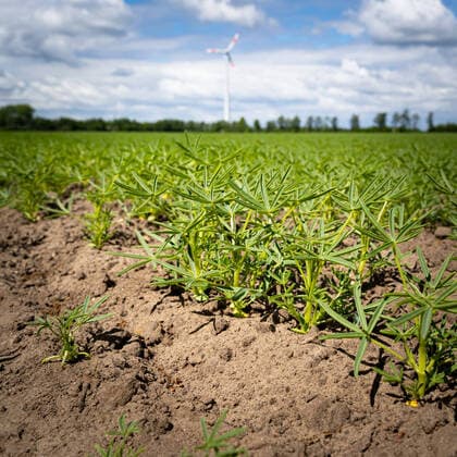 IMAGO Nature: Unsere Erde, Klimawandel, Ernährung, Pflanzen der Zukunft, Hafer Soja-Alternativen, Anbau von weißen Lupinen. Ein Feld mit jungem Lupinenbestand. Vereinzelt sieht man auch in Norddeutschland inzwischen Felder, auf denen Leguminosen angebaut werden, z.b: Erbsen, Ackerbohnen oder wie hier im Bild weiße Lupinen. Der hohe Proteingehalt macht sie zur Soja-Alternative, gleichzeitig sind Leguminosen Stickstoffsammler und reichern den Boden damit an. Landkreis Diepholz Niedersachsen Deutschland *** Soy Alternatives, cultivation of white lupines A field with young lupines Occasionally, one can also see fields in Northern Germany where legumes are cultivated, e.g. peas, field beans or, as shown here in the picture, white lupines The high protein content makes them a soy alternative, at the same time legumes are